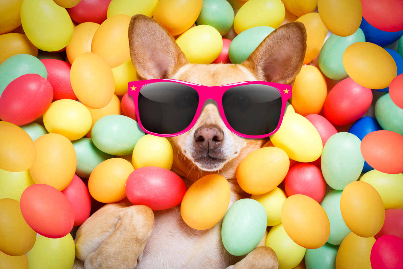 Happy Dog with  Easter Eggs