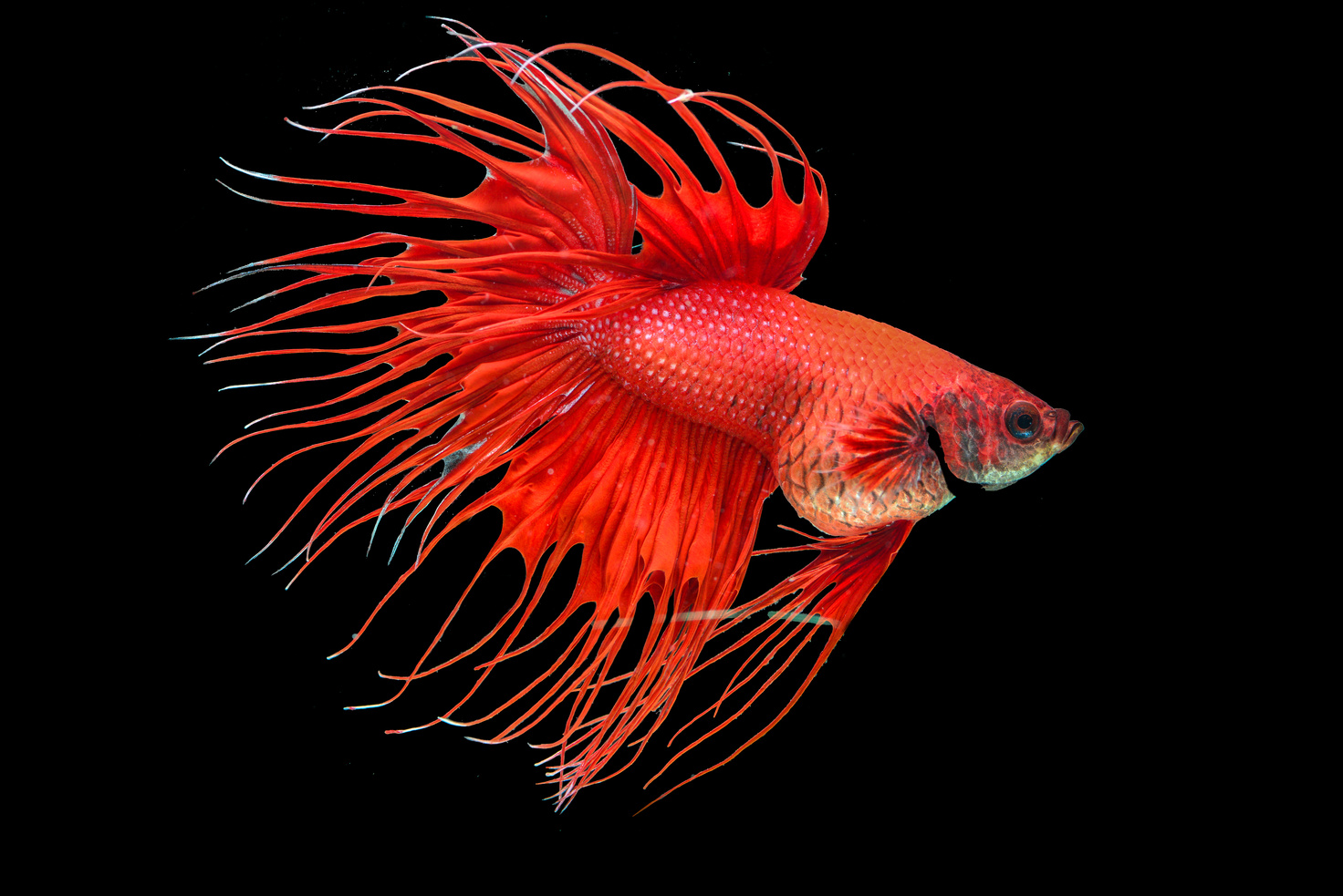 betta fish