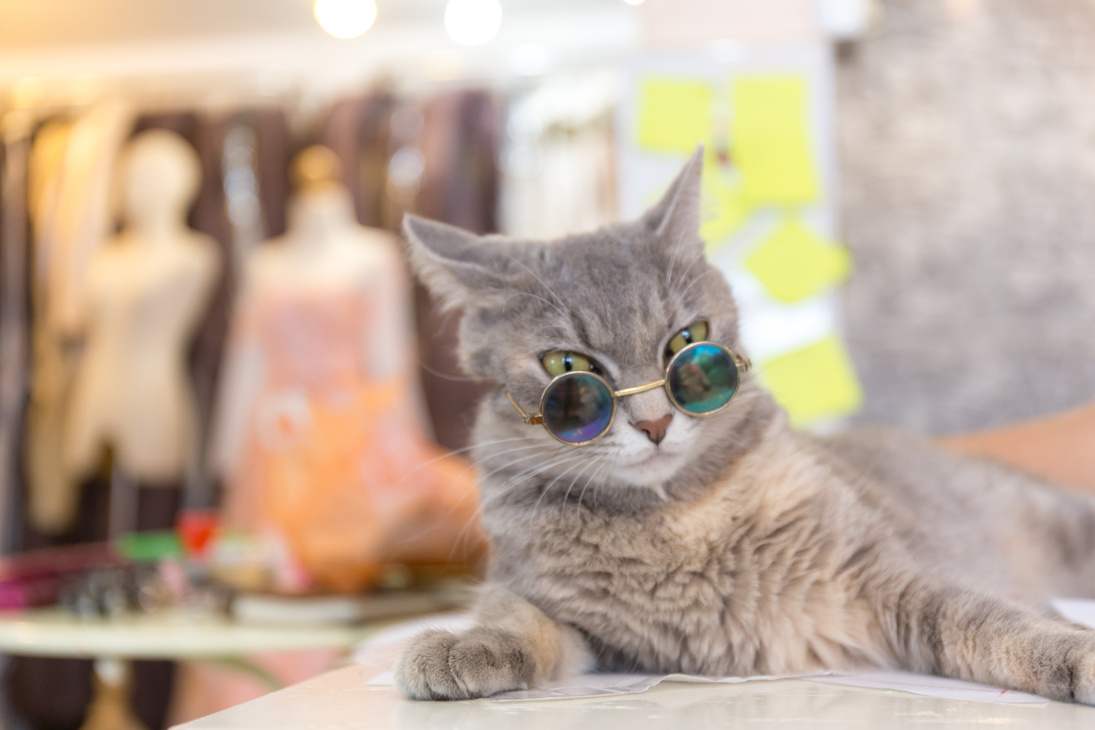 Cat fashion with sun glasses