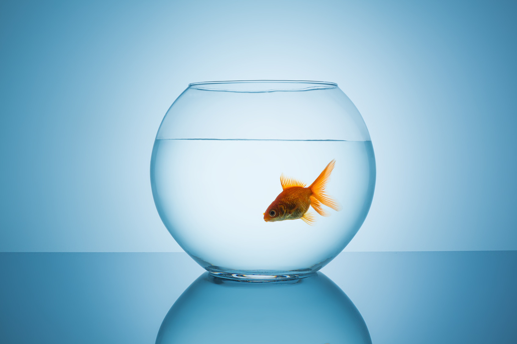 Goldfish Floats in a Fishbowl