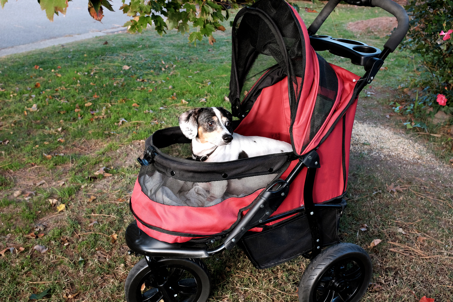 Dog Stroller