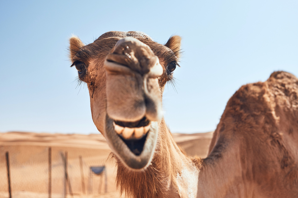 Funny camel in desert