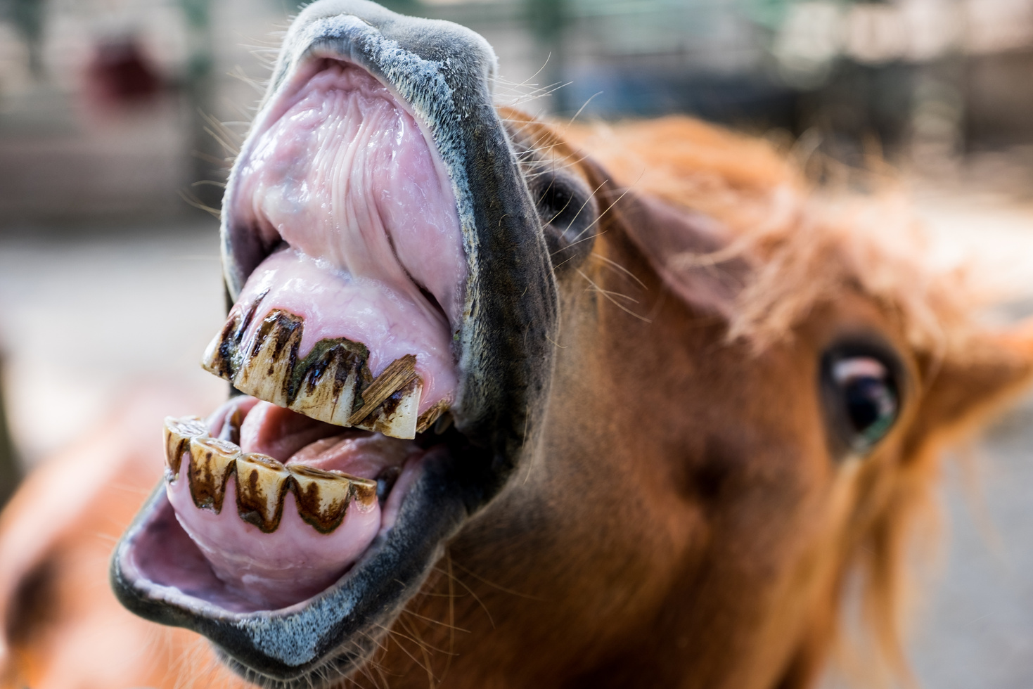 Funny smiling horse portrait